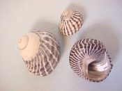 (1pr) Austrocochlea obtusa Dillwyn, 1817....20, 22 mm. F+. Neat pair shows wide & narrow “zebra” stripes...Australia...$3 (1 pair available)