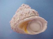 (1) Bolma modesta Reeve, 1843....50 mm. F+ w/operc. Good sized specimen...Philippines...$6 (1 available)