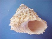 (3) Astraea caelata Gmelin, 1791....46 to 53 mm. F+. With good lips & spiny periphery...Bahamas...$5 (3 available)