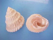 (1) Astraea tecta ssp. americana Gmelin, 1791....29 mm. F+. Good, clean, uneroded example with intact lip & pearly interior...Florida...$3 (1 available)