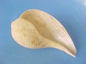 (2) Ficus subintermedia Orbigney, 1852....68, 70 mm. F++. With a nicely banded & spotted pattern and fully intact lips...Japan...$8 (2 available)