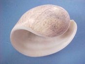 (6) Bulla ampulla Linne, 1758....58 to 61 mm. F+ high. Huge specimens , the size & shape of speckled brown extra large eggs!...Philippines...$12 (6 available)