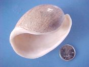 (1) Bulla occidentalis Adams, 1850....64 mm. F+. Gorgeous big example, fully adult, with thickened lip...Australia...$9 (1 available)