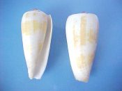 (3) Conus magus fm. ustulatus Reeve, 1843....57 to 59 mm. F+. Big examples of this not frequently offered yellow patterned form...Philippines...$7 (3 available)