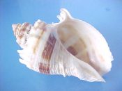 (1) Melongena corona Gmelin, 1791....83 mm. F+ high. Albinistic. With one brown spiral band on white, and even it disappears nearing the outer li...Florida...$7 (1 available)