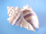 (1) Melongena corona ssp. bispinosa Philippi, 1844....70 mm. F++. Odd & unusual specimen has forked shoulder spines...Florida...$9 (1 available)