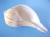 (1) Busycon spiratum fm. spiratum Lamarck, 1816....111 mm. F. Nice sized beach specimen but a little rough at the lip...Texas...$6 (1 available)