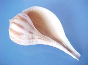 (1) Busycon spiratum fm. pyruloides Say, 1822....83 mm. F+. Great specimen with intact, sinuous lip, smooth, tan interior & brown axial markings...Florida...$6 (1 available)