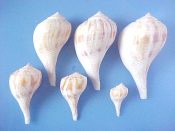 (1set) Busycon spiratum fm. pyruloides Say, 1822....35 to 87 mm. F+. Great 6 piece growth series...Florida...$20 (1 set available)