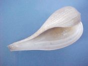 (1) Ficus gracilis Sowerby, 1825....119 mm. F+. Graceful & elegant, though lip has been lightly “improved”...Philippines...$5 (1 available)