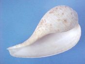 (1) Ficus subintermedia Orbigny, 1852....93 mm. F+. A relatively heavy specie, with typically spotted & banded pattern. Center of lip lightly filed...Philippines...$9 (1 available)