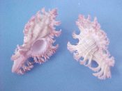 (2) Chicoreus aculeatus Lamarck, 1822....44 mm. F++. Pretty in pink pastel tinted spines...Philippines...$7 (2 available)