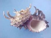 (2) Angaria delphinus fm. melanacantha Reeve, 1842....71, 78 mm. F++. Glorious big examples with upturned, recurved shoulder spines intact...Philippines...$11 (2 available)