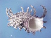 (2) Angaria delphinus fm. melanacantha Reeve, 1842....50 to 56 mm. F++. Good specimens with long shoulder spines mostly intact...Philippines...$7 (2 available)