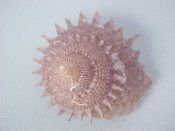 (2) Bolma guttata Adams, 1863....37, 40 mm. F++. Beautiful, big, top quality examples, with excellent lips & most of the peripheral spines intact...Philippines...$38 (2 available)