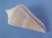 (1) Conus macarae Bernardi, 1857....35 mm. F++. Pastel yellow banded and with intact, slightly “pinched” lip...Philippines...$10 (1 available)