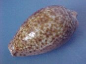 (3) Cypraea annettae Dall. 1909....41 to 42 mm. F++. Large lovely examples...West Mexico...$8 (3 available)