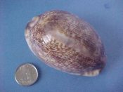 (1) Cypraea arabica Linne, 1758....70.5 mm. F++. Nice large specimen of the nominate form...West Australia...$10 (1 available)