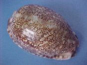 (1) Cypraea arabica Linne, 1758....66 mm. F++. Good sized example with strong pattern & dense marginal spots...Queensland...$7 (1 available)