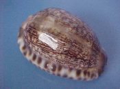(1) Cypraea arabica Linne, 1758....59 mm. F++. Nice, well developed specimen with heavy, callused base...Queensland...$5 (1 available)