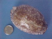 (1) Cypraea arabica fm. immanis Schilder & Schilder, 1939....78 mm. F+. Big beautiful example of the East African form, though with mild dorsal scar...Tanzania...$15 (1 available)