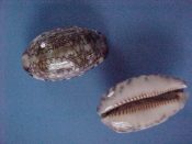 (1) Cypraea arabica Linne, 1758....35 to 37 mm. F++. Cute semi-dwarf specimens...Philippines...$6 (1 available)