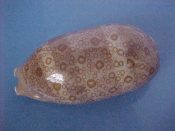 (3) Cypraea argus Linne, 1758....76 to 79 mm. F++. Good sized specimens with classic spotted patterns...Philippines...$15 (3 available)
