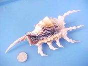 (1) Lambis scorpio Linne, 1758....163 mm. F++. Great example, thick lipped, fully spined and with dark purple, lyrate aperture...Philippines...$17 (1 available) OVERSIZE