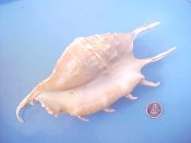 (1) Lambis lambis Linne, 1758....183 mm. F++. Large, lovely example with all spines intact and “bronzed” lip & columellar callus...Philippines...$8 (1 available) OVERSIZE