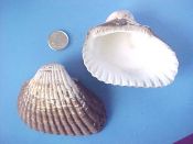 (1) Anadara specie....77 mm. F+ w/perio. Identified as Noetia ponderosa but it’s more elongate & without the distinctive backward pointing umbones...”Caribbean”...$7 (1 available)