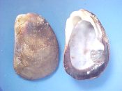 (1) Beguina semiorbiculata Linne, 1758....83 mm. F. Huge & heavy example of this unusual Carditidae, but a bit eroded...Philippines...$8 (1 available)