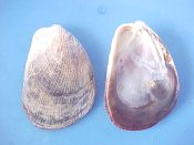 (1) Beguina semiorbiculata Linne, 1758....55 mm. F+. Good example with intact surface ribs...Philippines...$5 (1 available)