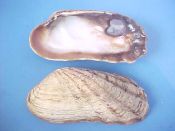 (1) Carditameris affinis Sowerby, 1833....76 mm. F+. HUGE example with big, rugged posterior ribs...West Mexico...$5 (1 available)