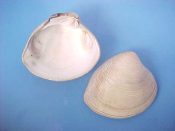 (2) Amiantis callosa Conrad, 1837....61, 65 mm. F+. Nice, heavy examples of this Veneridae from Lotusland...California...$4 (2 available)