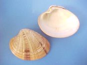 (1) Callista erycina Linne, 1758....71 mm. F++. Well ribbed & rayed, with orange tinted rims...India...$6 (1 available)