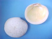 (1) Codakia tigerina Linne, 1758....88 mm. F+. Huge example with buttery yellow interior and cross-hatched ribs...Philippines...$6 (1 available)