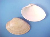 (2) Callista chinensis Holten, 1803....62, 63 mm. F+. Typical, nicely adult examples...Japan...$4 (2 available)