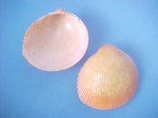 (3) Fulvia cf. aperta Bruguiere, 1789....33 to 34 mm. F++. Pretty specimens flushed with bright orange...Philippines...$6 (3 available)