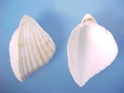 (2) Lunulicardia hemicardia Linne, 1758....45, 47 mm. F++. All white, strongly keeled, big albinos...Philippines...$5 (2 available)