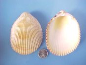 (1) Trachycardium angulatum Lamarck, 1822....80 mm. F+. Large & squarish, with pretty pastel tinted rims...Philippines...$5 (1 available)