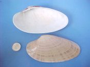 (1) Macrocallista nimbosa Lightfoot, 1786....112 mm. F+. Lovely example with intermittent gray rays...Florida...$6 (1 available)