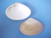 (1) Mactra glauca Born, 1778....80 mm. F+. Good fresh specimen with partial periostracum...Spain...$8 (1 available)