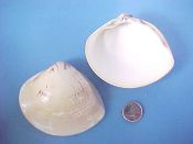 (1) Meretrix lusoria Roding, 1798....76 mm. F++. About as large as this specie gets. So large it no longer looks like a poker chip (its common name)...Philippines...$4 (1 available)