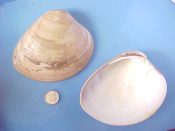 (1) Megapitaria squalida Sowerby, 1835....116 mm. F+. HUGE example complete with partial perio...West Central America...$8 (1 available)