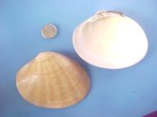 (1) Callista chione Linne, 1758....85 mm. F++. Larger than average specimen of this Euro-veneridae...Spain...$4 (1 available)