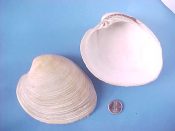 (1) Mercenaria campechiensis Gmelin, 1791....100 mm. F+. Massive jumbo specimen. Wouldn’t need many of these to make a chowder!...Florida...$4 (1 available)