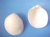 (1) Laevicardium laevigatum Linne, 1758....53 mm. F+. Good sized, patternless all white albino...Florida...$7 (1 available)