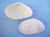 (4) Tellina staurella Lamarck, 1811....42 to 44 mm. F+. Pretty specie, lightly rayed in pink...Philippines...$6 (4 available)