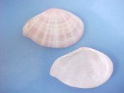 (6) Tellina virgata Linne, 1758....50 to 59 mm. F++. Prettily pink rayed specie...Philippines...$5 (6 available)