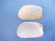 (2) Trapezium californicum Conrad, 1837....34 to 44 mm. F++. Inflated, rectangular, lightly ribbed white specie not listed in Rice...Hawaii...$12 (2 available)